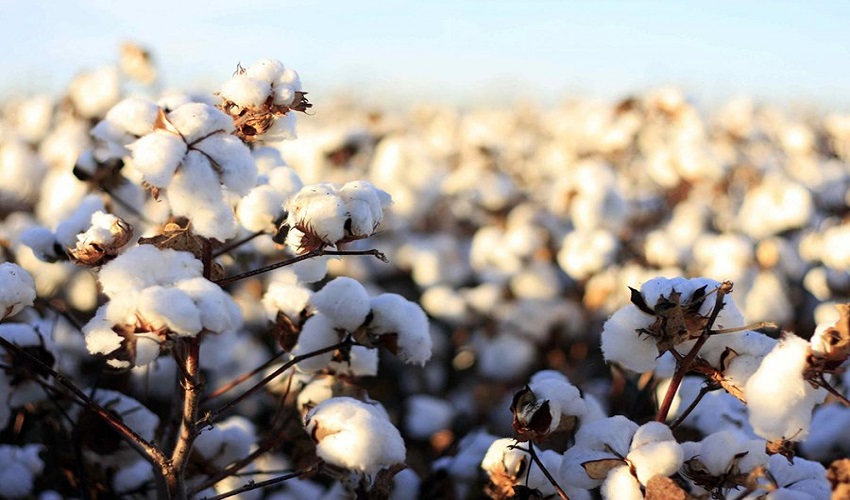 Cây bông vải - nguồn gốc sợi cotton