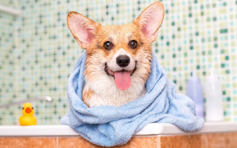Cách dùng khăn tắm cho chó hiệu quả