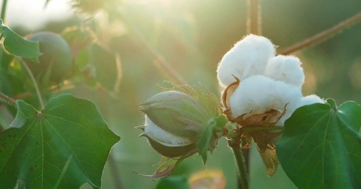 Chất liệu 100% cotton