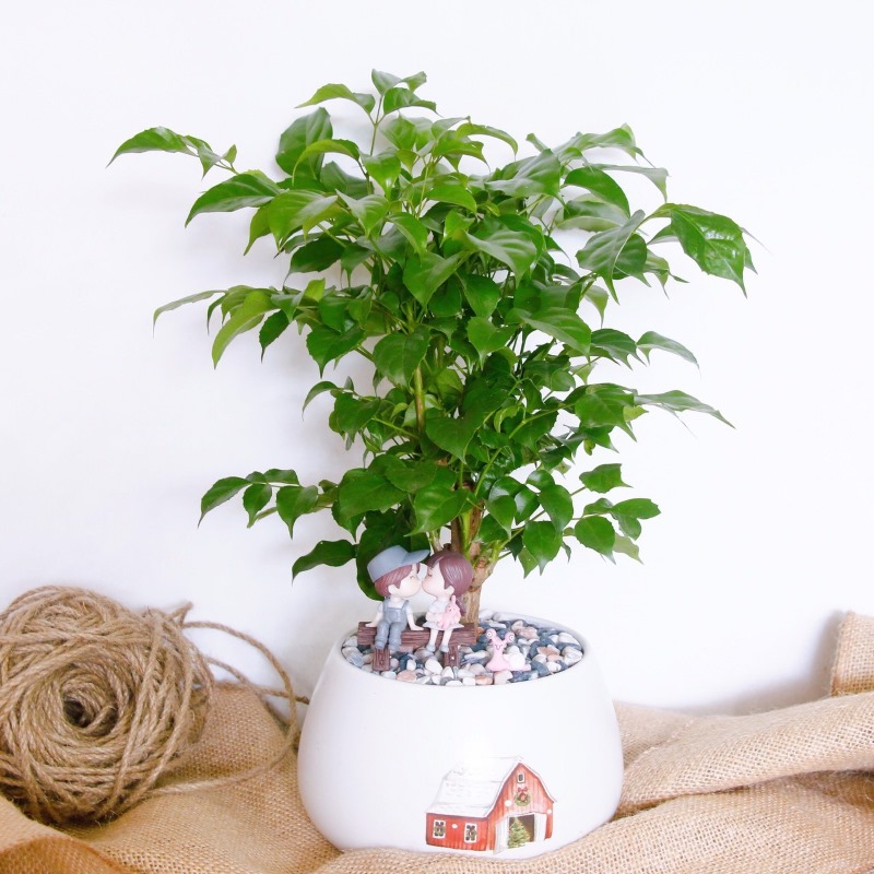 Chậu cây hạnh phúc làm quà tặng nhân ngày 8/3