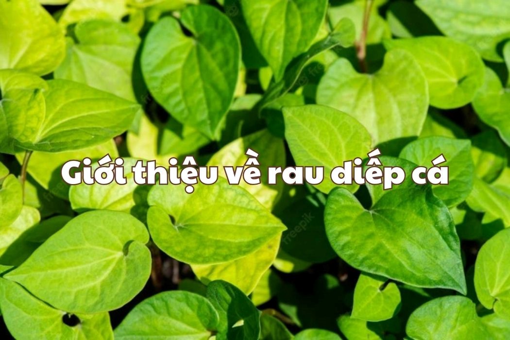 Giới thiệu về rau diếp cá