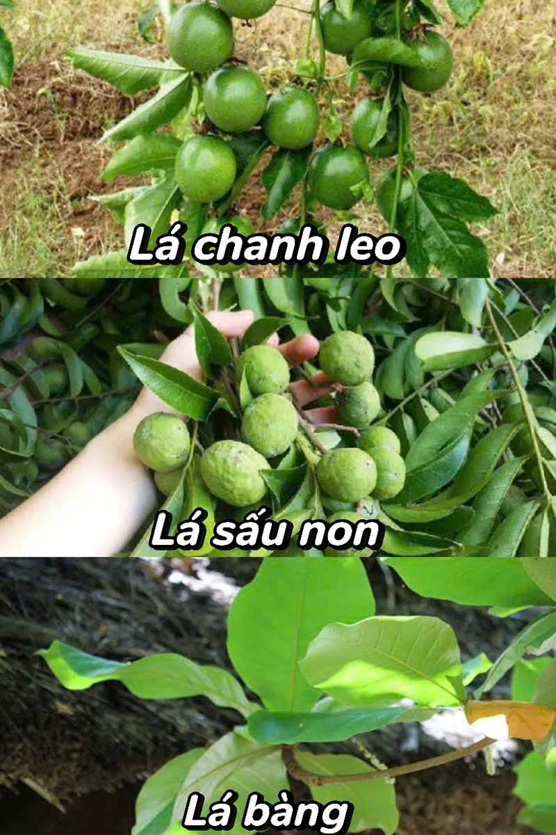 Hỗn hợp lá chanh leo- lá sấu non- lá bàng