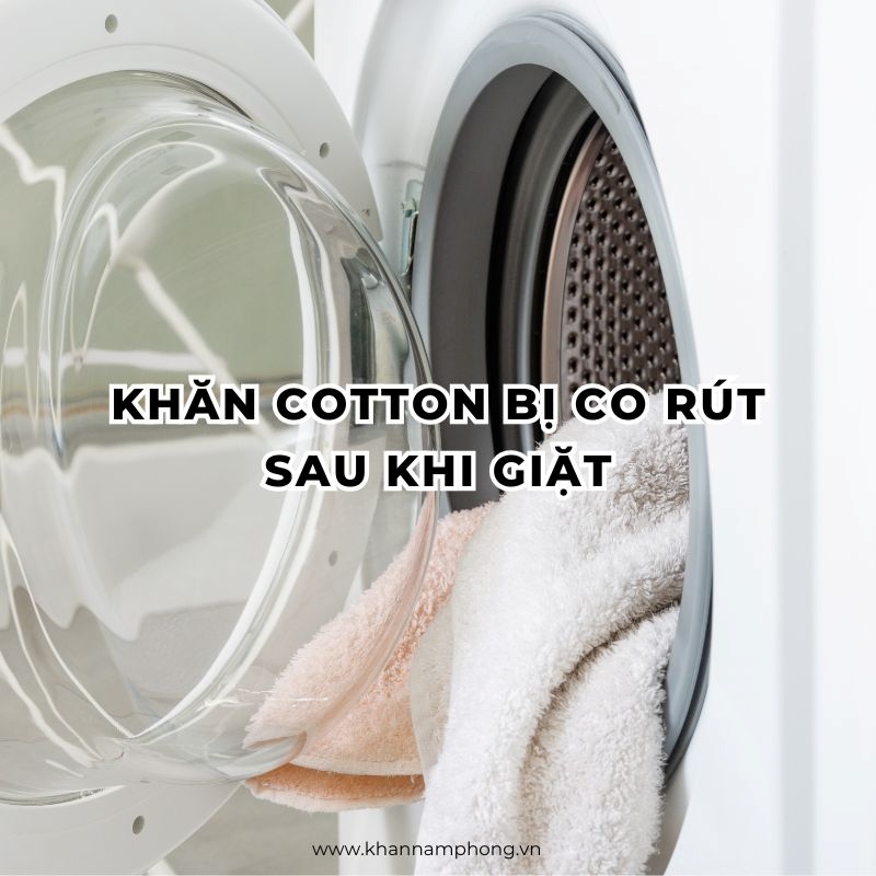 Khăn cotton bị co rút sau khi giặt
