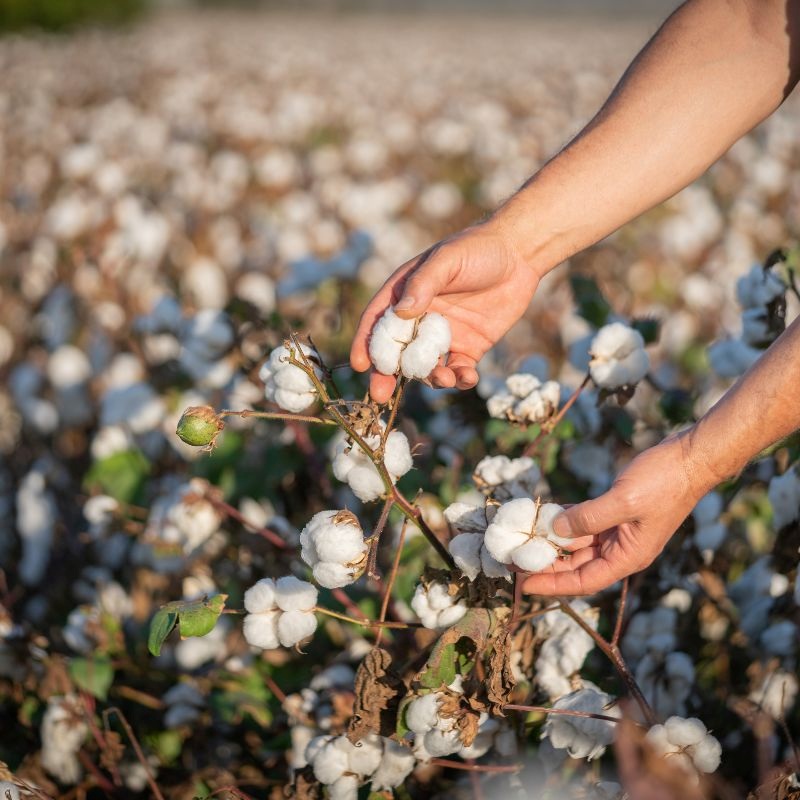 Khăn được sản xuất từ cotton hữu cơ nên thân thiện với môi trường và an toàn cho da