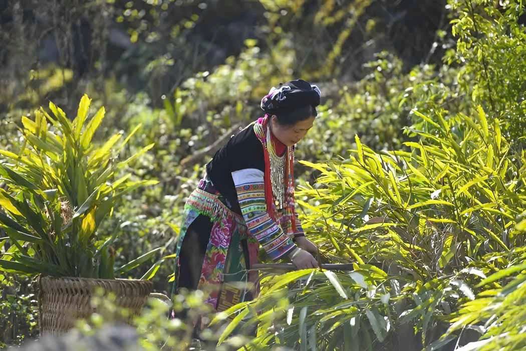 Lựa chọn lá phù hợp để tắm