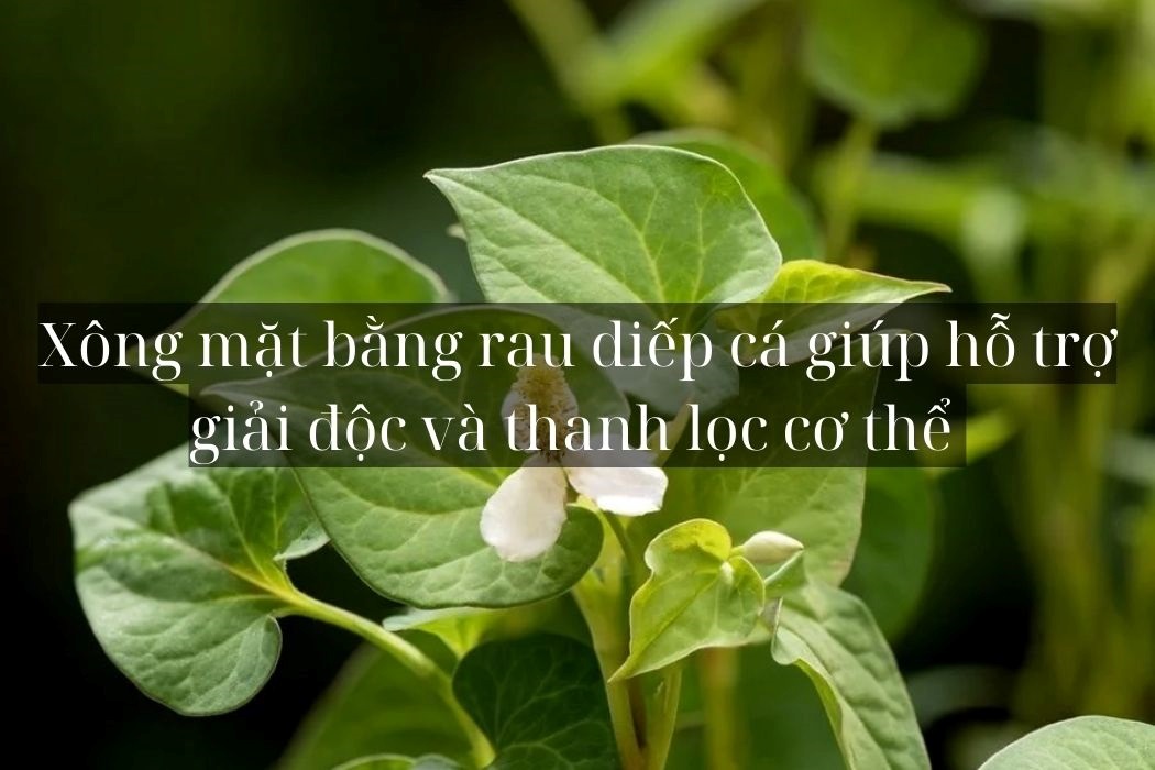 Xông mặt bằng rau diếp cá giúp hỗ trợ giải độc và thanh lọc cơ thể