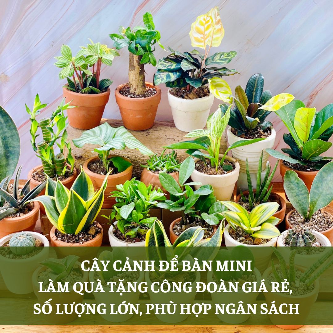 Cây cảnh để bàn mini làm quà tặng công đoàn giá rẻ số lượng lớn, phù hợp ngân sách Cây cảnh để bàn mini làm quà tặng công đoàn giá rẻ số lượng lớn, phù hợp ngân sách