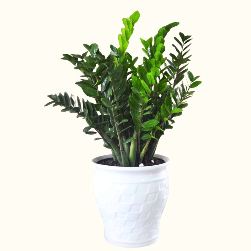 Chậu cây cảnh làm quà tặng kỉ niệm thành lập trường tiểu học