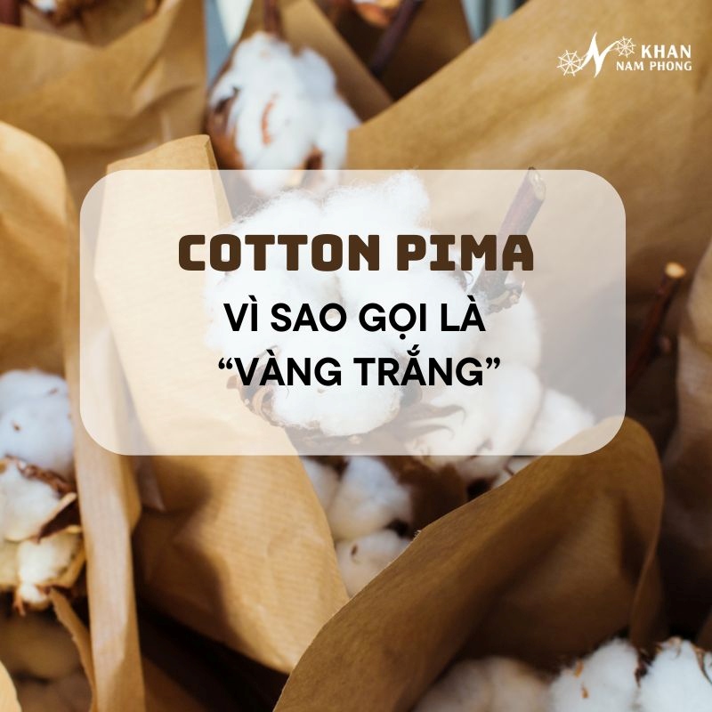 Vì sao gọi cotton pima là "vàng trắng"