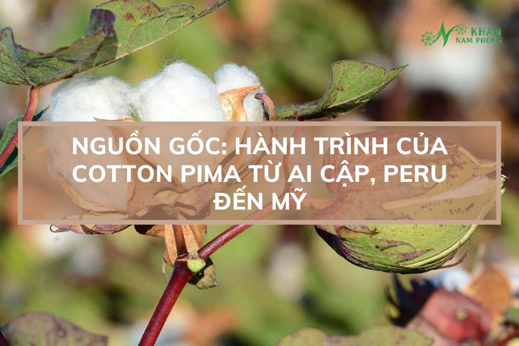 Nguồn gốc, hành trình của cotton pima từ Ai Cập, Peru đến Mỹ