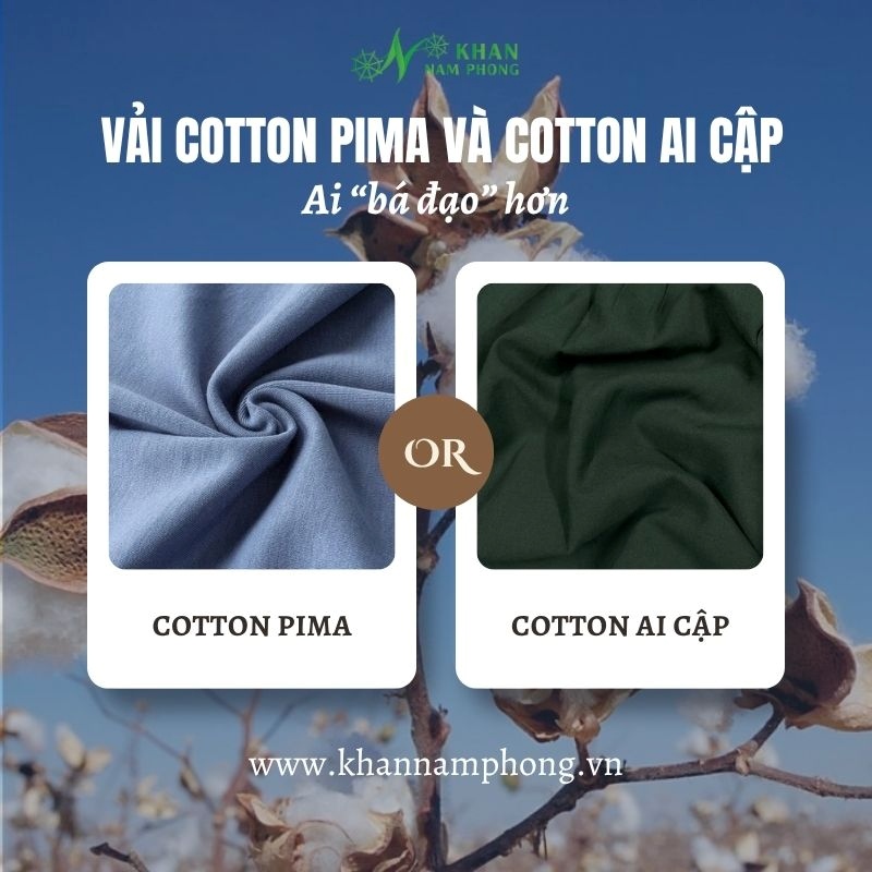 Nên chọn vải cotton Pima hay cotton Ai Cập