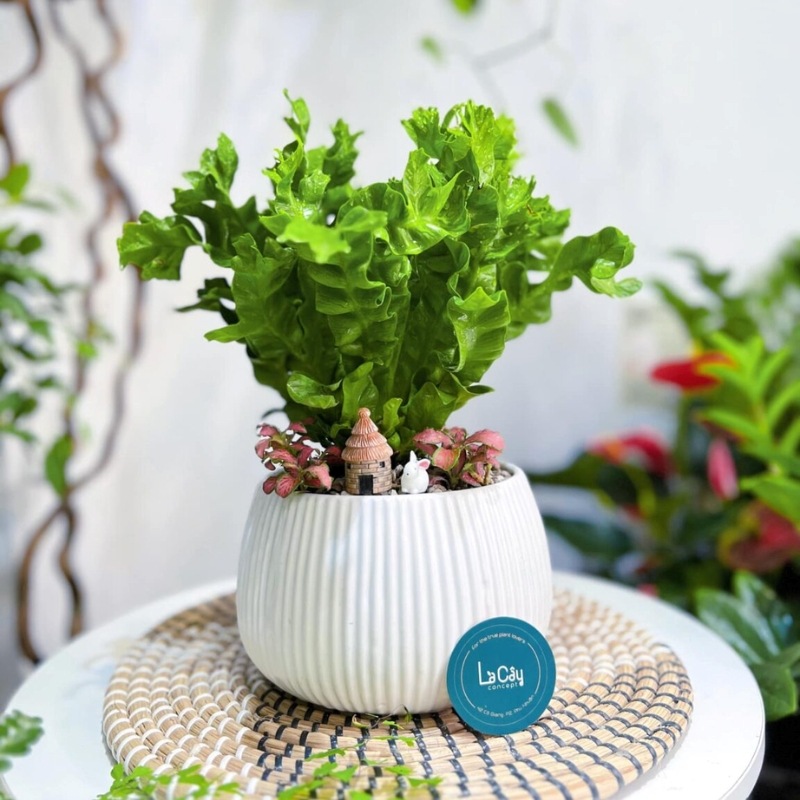 Cây Xanh Mini – Quà Tặng 2/9 Cho Nhân Viên, Đối Tác, Khách Hàng
