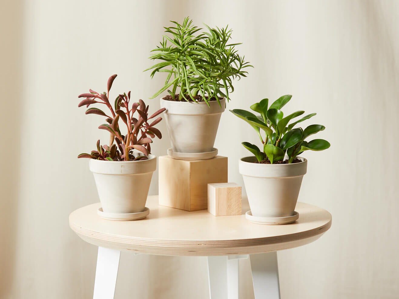 Cây xanh để bàn – quà tặng cô giáo 8/3 mang thông điệp tích cực