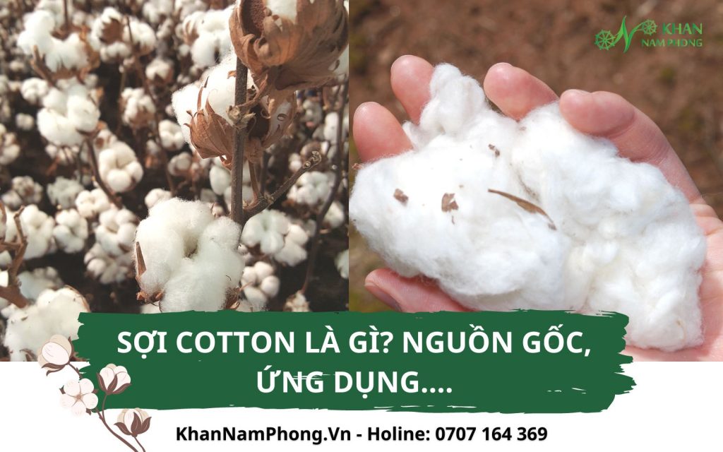 Tất Tần Tật Về Khăn Sợi Cotton: Đặc Điểm, Công Năng, Báo Giá... Sợi Bông Cotton Là Gì