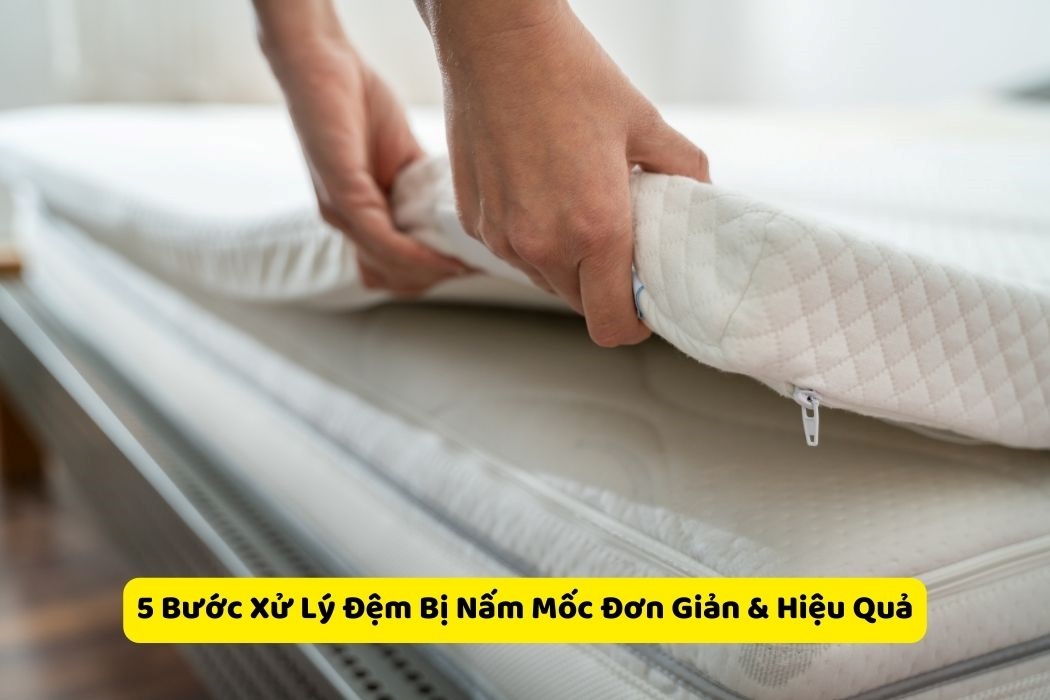 5 Bước Xử Lí Nấm Mốc Hiệu Quả 5 bước xử lí nấm mốc hiệu quả