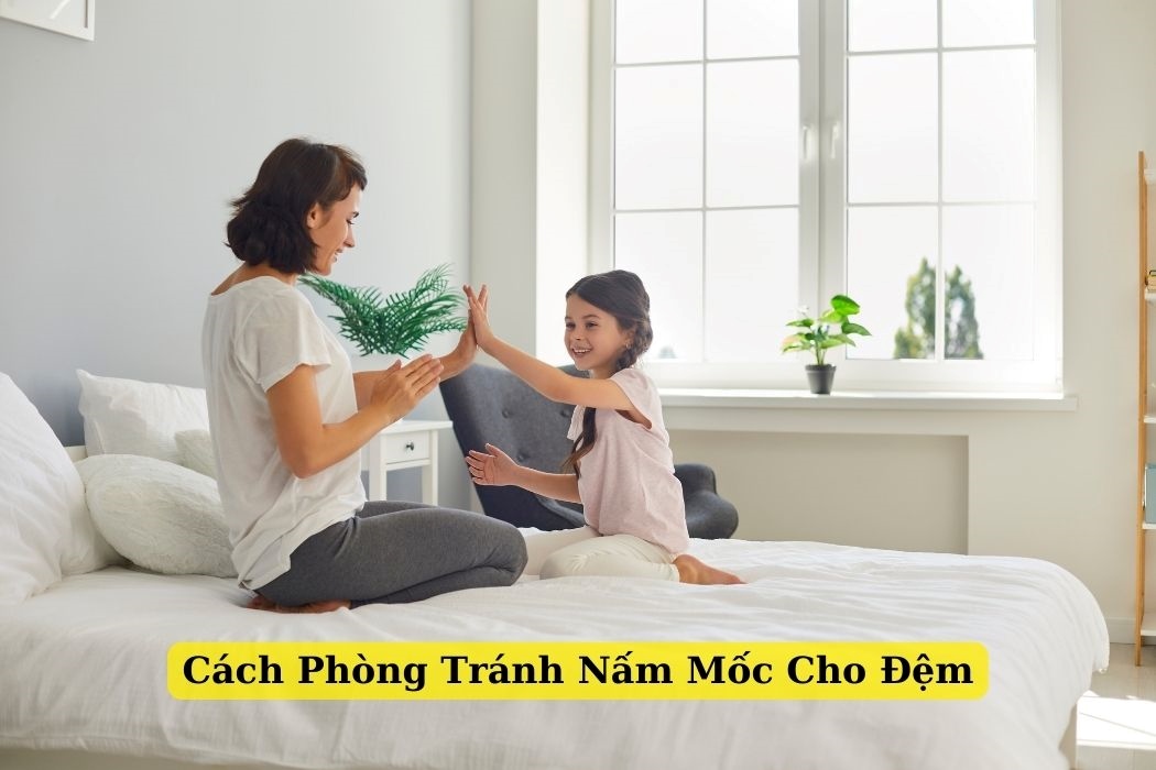 Cách Phòng Tránh Nấm Mốc Cho Nệm Cách phòng tránh nấm mốc cho nệm