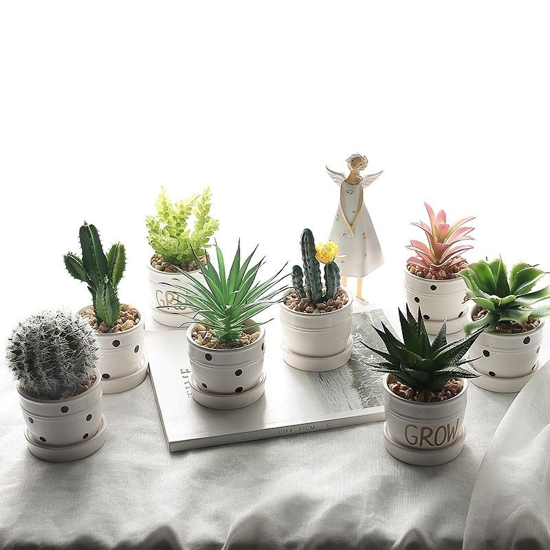 Cây Cảnh Mini Làm Quà Tốt Nghiệp Cho Nam Cây cảnh mini làm quà tốt nghiệp cho nam