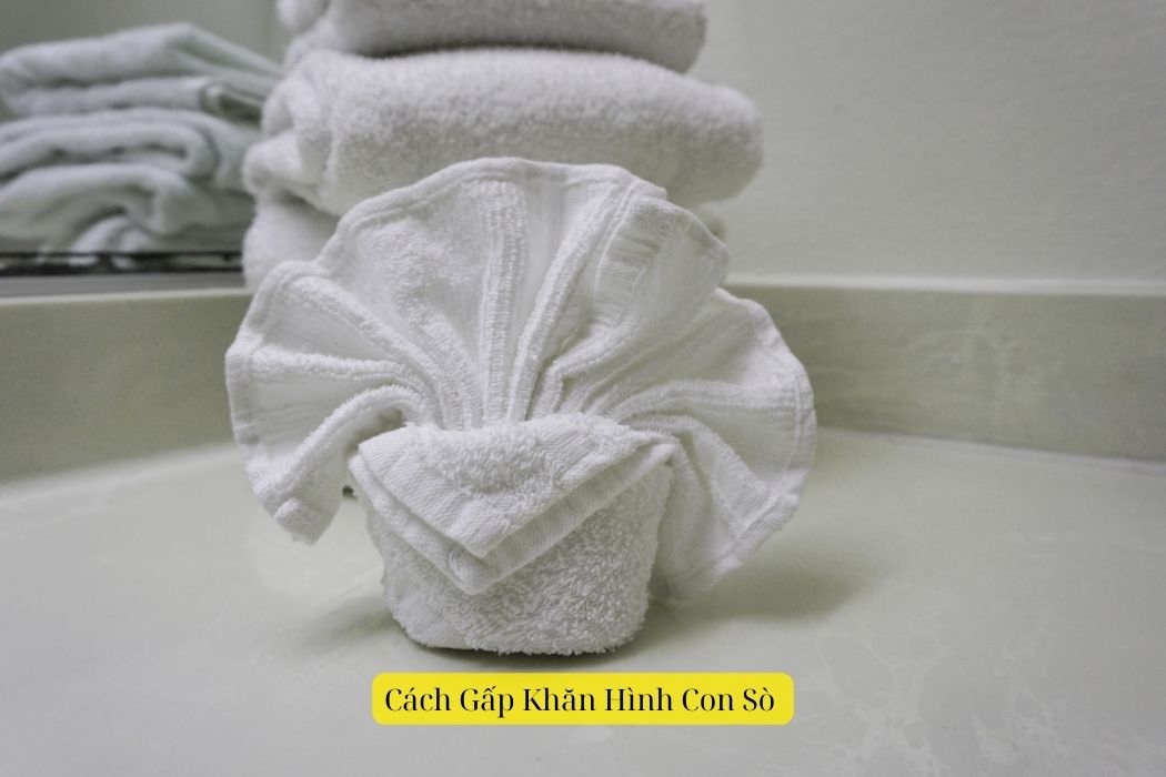 Gấp Khăn Hình Con Sò Gấp khăn hình con sò
