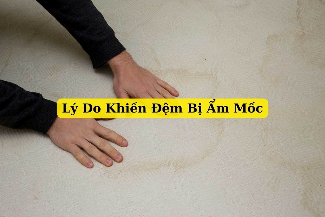 Lý Do Khiến Đệm Bị Ẩm Mốc Lý do khiến đệm bị ẩm mốc