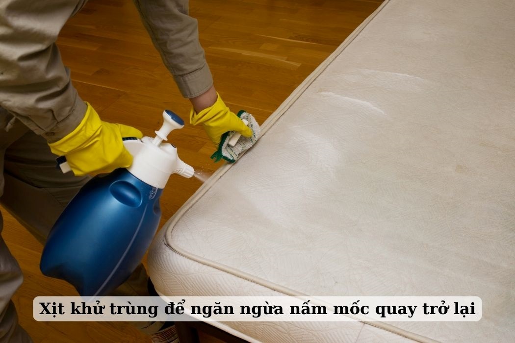 Xịt Khử Trùng Để Ngăn Ngừa Nấm Mốc Quay Trở Lại Xịt khử trùng để ngăn ngừa nấm mốc quay trở lại