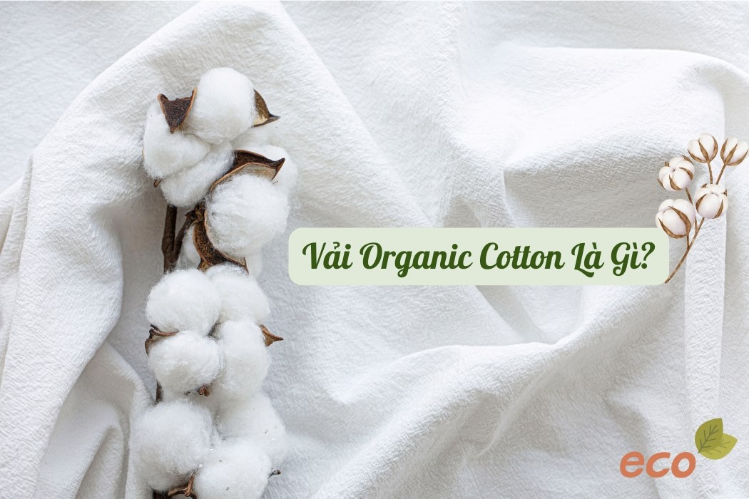 Vải Cotton Organic Là Gì? Vải cotton organic là gì?
